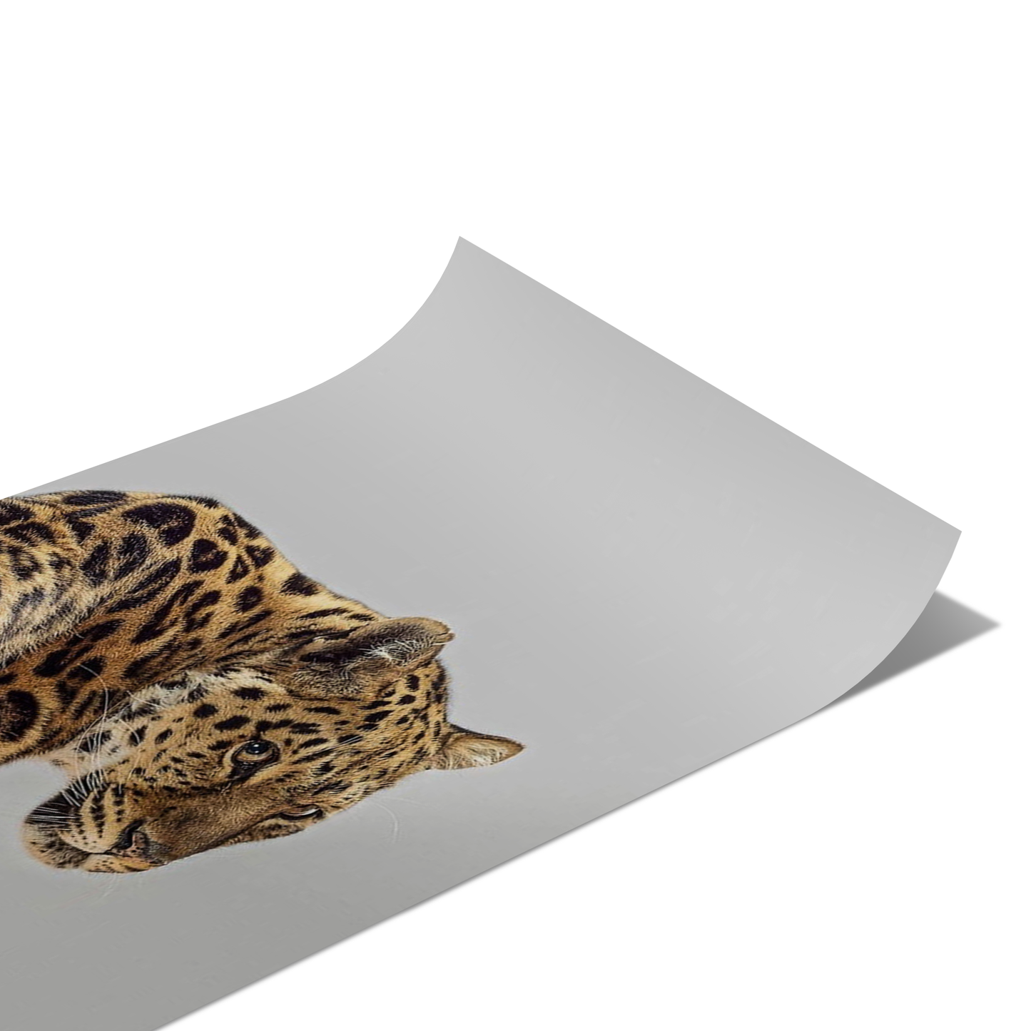 Leopard Poster
