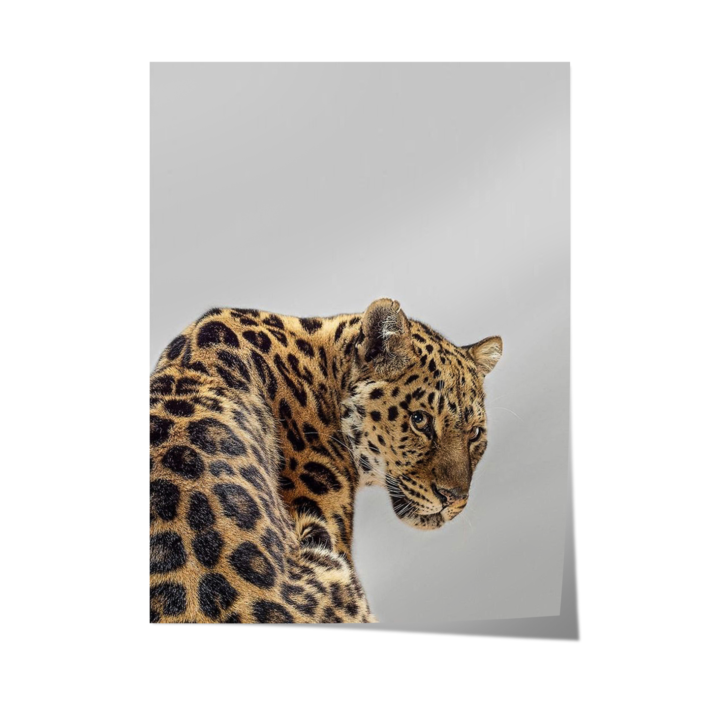 Leopard Poster
