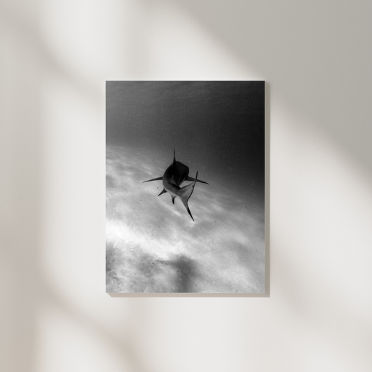 Shark in Motion Poster