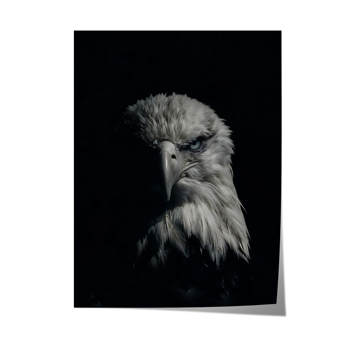 Bald Eagle Portrait