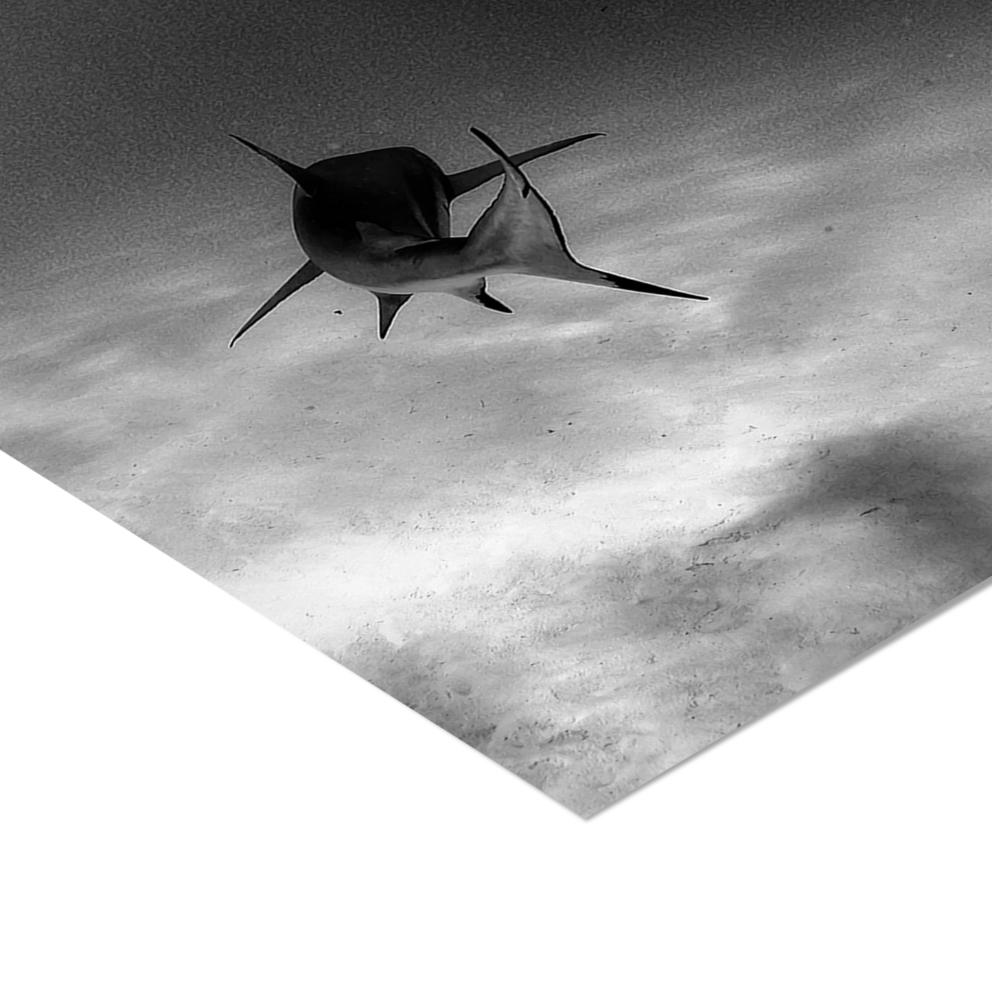 Shark in Motion Poster