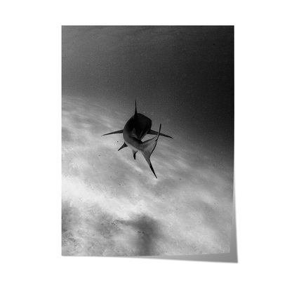 Shark in Motion Poster