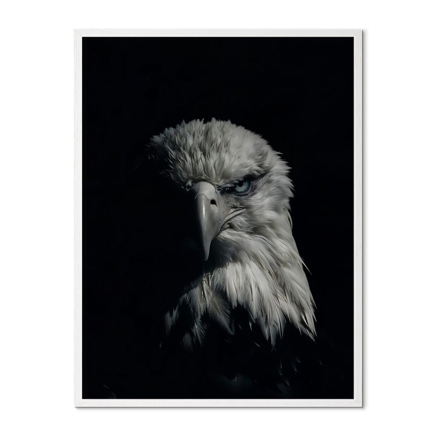 Bald Eagle Portrait