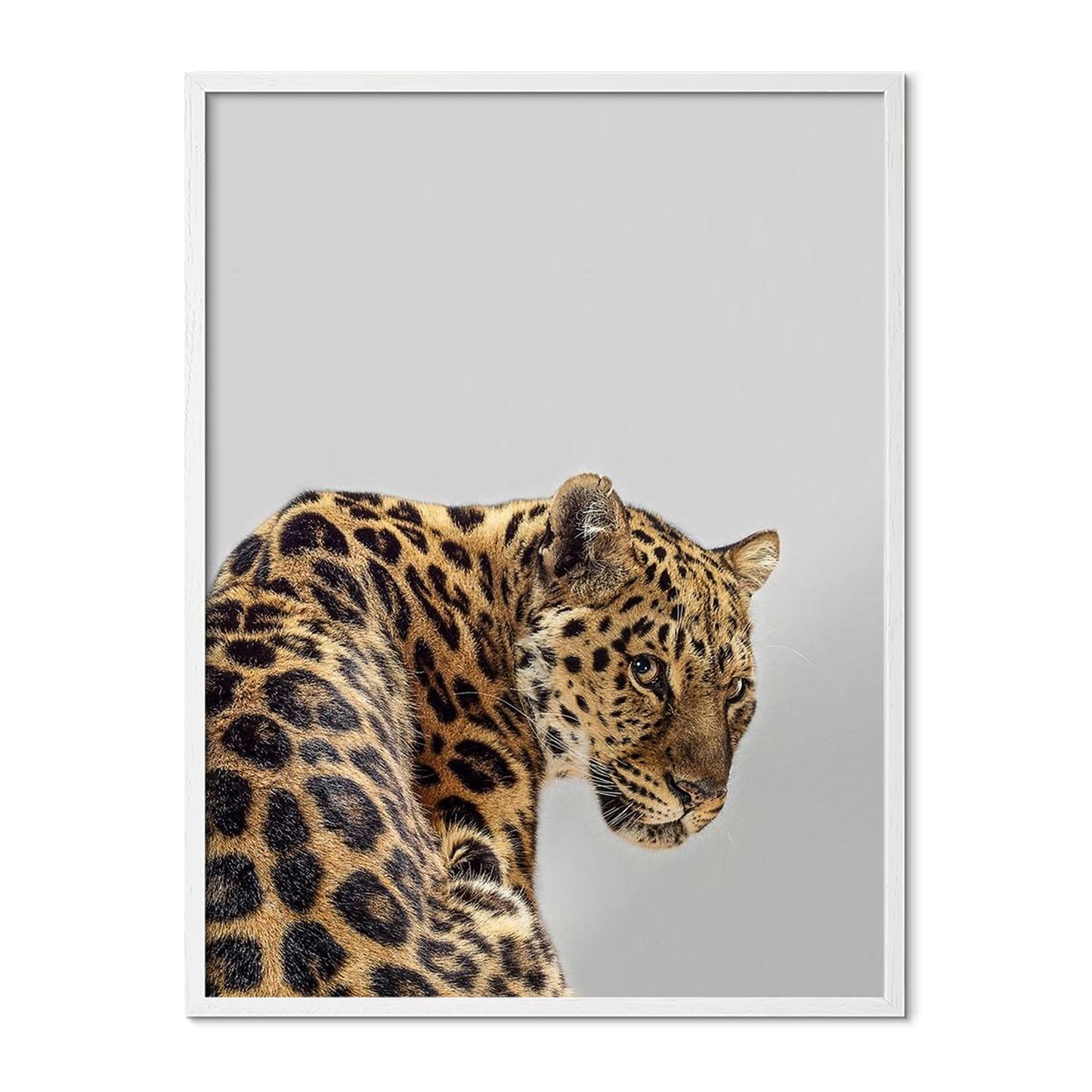 Leopard Poster
