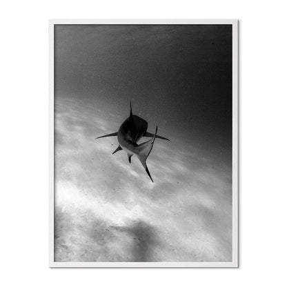 Shark in Motion Poster