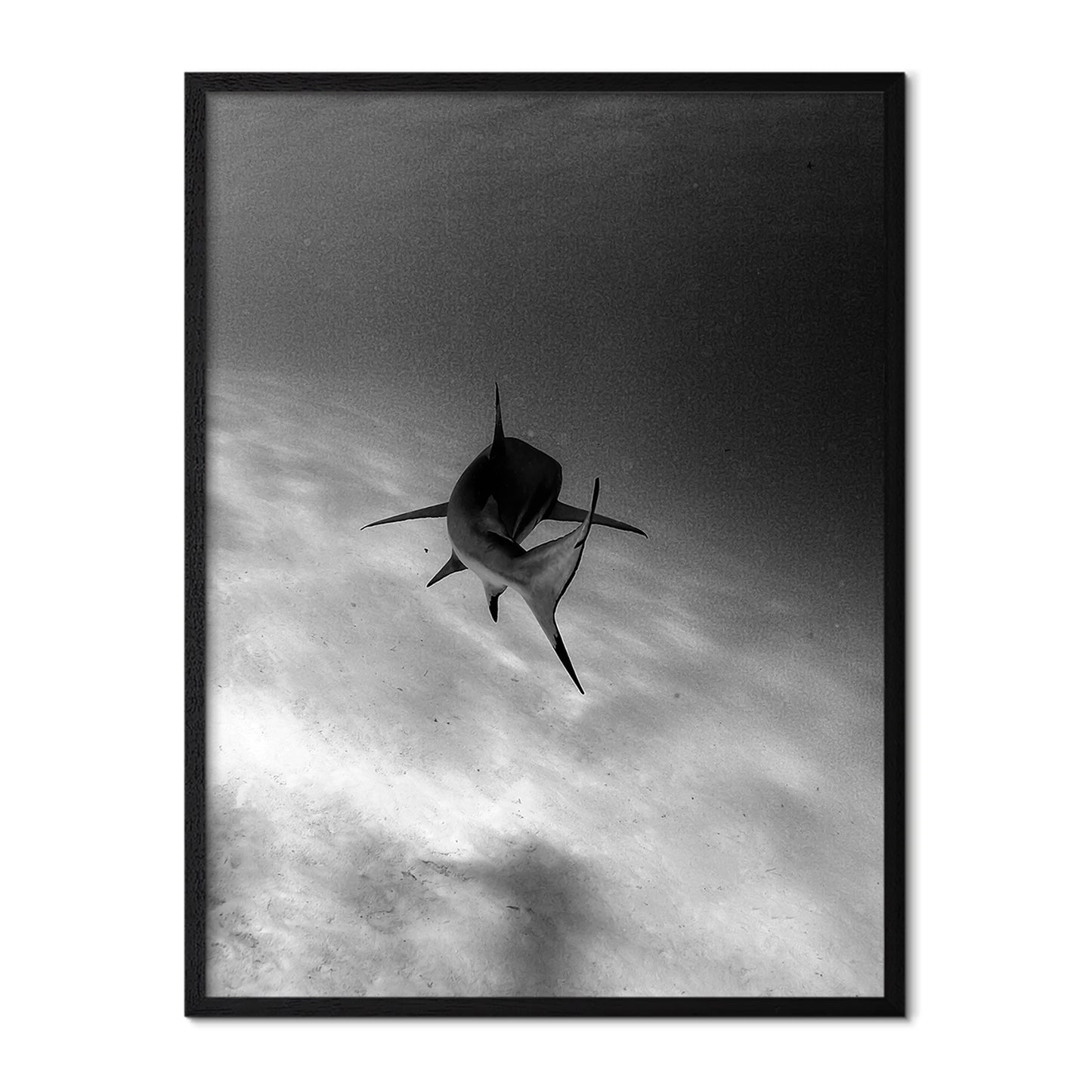 Shark in Motion Poster