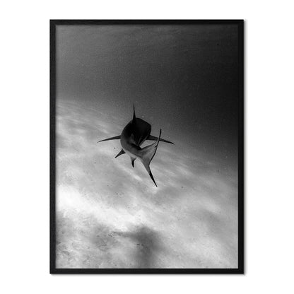 Shark in Motion Poster