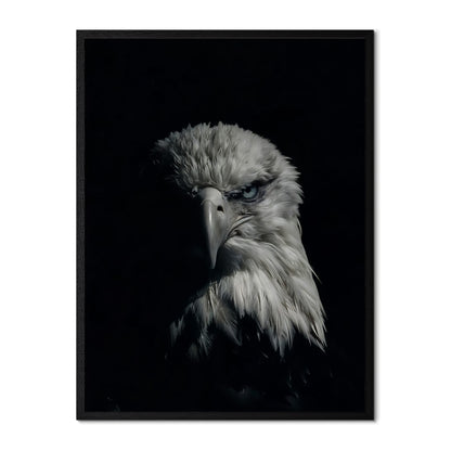 Bald Eagle Portrait