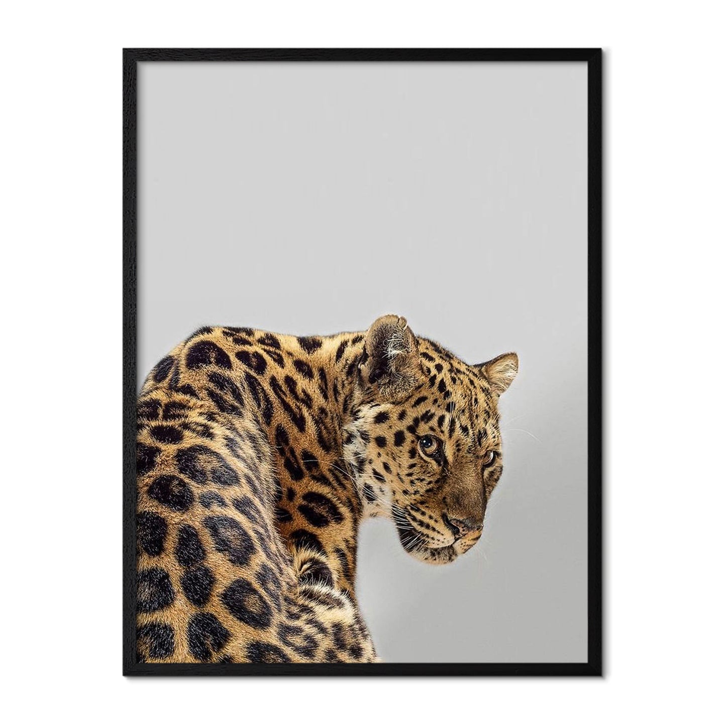Leopard Poster